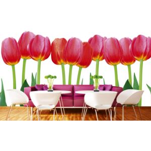 Foto tapet 3D Bed Of Tulips, Dimex, 5 fâșii, 375 x 250cm
