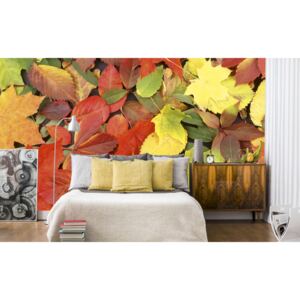 Foto tapet 3D Colourful Leaves, Dimex, 5 fâșii, 375 x 250cm