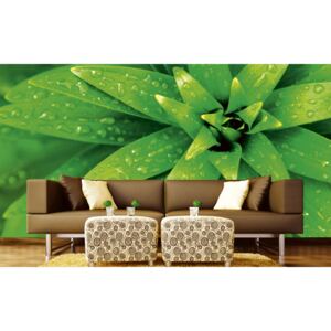 Foto tapet 3D Fresh Foliage, Dimex, 5 fâșii, 375 x 250cm