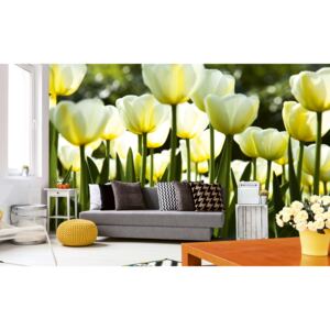 Foto tapet 3D White Tulips, Dimex, 5 fâșii, 375 x 250cm