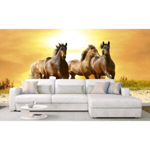Foto tapet 3D Horses In Sunset, Dimex, 5 fâșii, 375 x 250cm