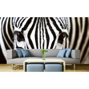 Foto tapet 3D Zebra, Dimex, 5 fâșii, 375 x 250cm