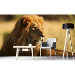 Foto tapet 3D Lion, Dimex, 5 fâșii, 375 x 250cm