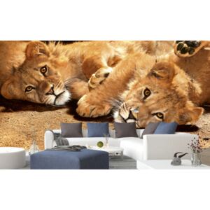 Foto tapet 3D Young Lions, Dimex, 5 fâșii, 375 x 250cm