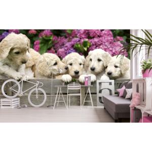 Foto tapet 3D Labrador Puppies, Dimex, 5 fâșii, 375 x 250cm
