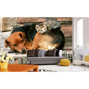 Foto tapet 3D Cat And Dog, Dimex, 5 fâșii, 375 x 250cm