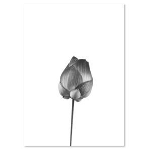 Tablou CARO - Single Flower 60x80 cm