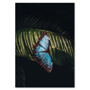 Tablou CARO - Butterfly On The Leaf 30x40 cm