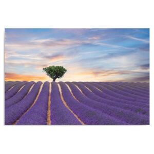 Tablou CARO - Lavender Field 40x30 cm