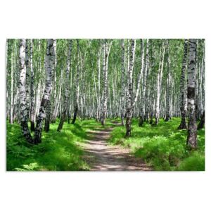 Tablou CARO - Birch Forest 2 40x30 cm