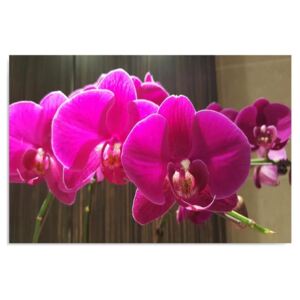 Tablou CARO - Orchids 4 100x70 cm