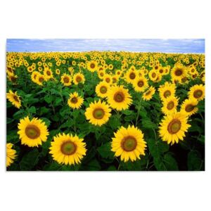 Tablou CARO - A Field Of Sunflowers 50x40 cm
