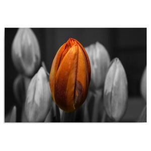 Tablou CARO - Orange Tulip 50x40 cm