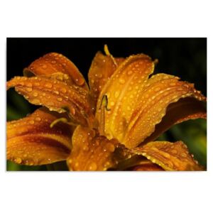 Tablou CARO - Yellow Lily 100x70 cm
