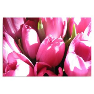 Tablou CARO - Pink Tulips 2 50x40 cm