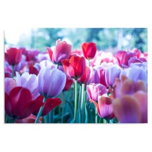 Tablou CARO - Among Tulips 40x30 cm