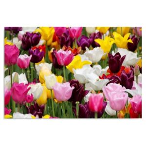 Tablou CARO - Tulips 4 100x70 cm