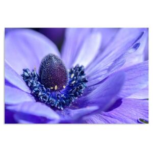 Tablou CARO - Blue-Violet Flower 40x30 cm