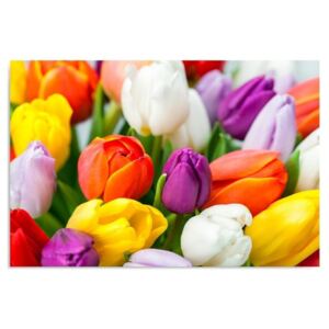 Tablou CARO - Colorful Tulips 40x30 cm