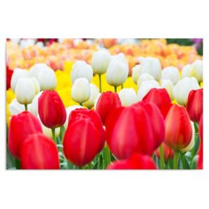 Tablou CARO - Tulips 100x70 cm