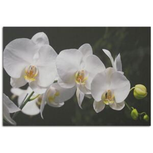 Tablou CARO - White Orchids 40x30 cm