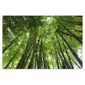 Tablou CARO - Bamboo Grove 50x40 cm