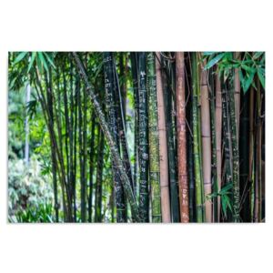 Tablou CARO - Bamboo 3 100x70 cm