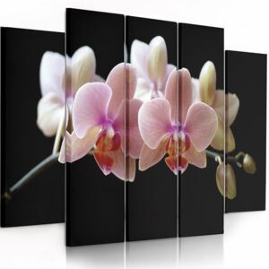 CARO Tablou pe pânză - Pink Orchid 100x70 cm