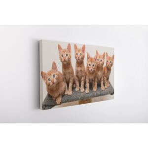 Tablou Canvas INSPO - Kitties 30x40