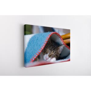 Tablou Canvas INSPO - Cozy Kitty 30x40