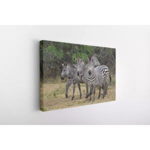 Tablou Canvas INSPO - Wild Zebras 30x40