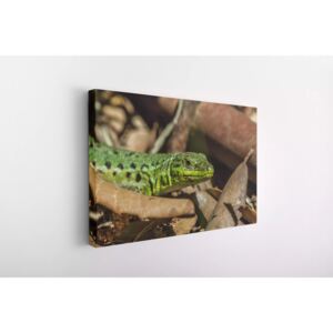 Tablou Canvas INSPO - Green Lizard 30x40