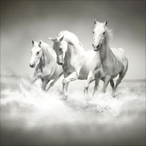 Tablou sticla White Horses 80x80 cm