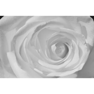 Buvu Fototapet: Trandafir alb (detaliu) - 184x254 cm
