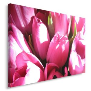 CARO Tablou pe pânză - Pink Tulips 2 40x30 cm