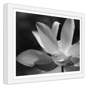 CARO Imagine în cadru - White Lilies 40x30 cm Alb