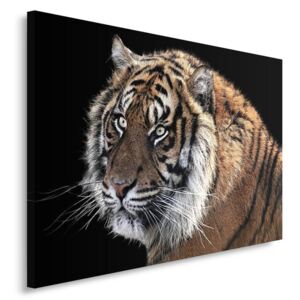 CARO Tablou pe pânză - Tiger 3 40x30 cm