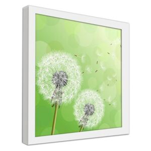 CARO Imagine în cadru - Dandelion On A Green Background 40x40 cm Alb