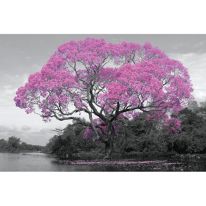 Tree - Pink Blossom Poster, (91,5 x 61 cm)
