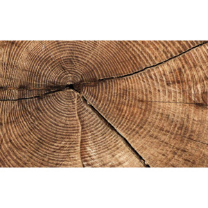 Tree Stump Rings Fototapet, (416 x 254 cm)
