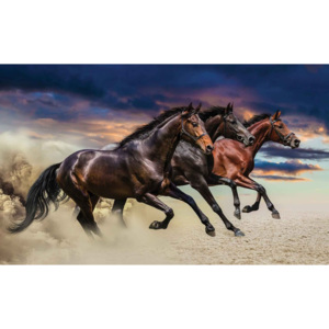Horse Pony Fototapet, (368 x 254 cm)