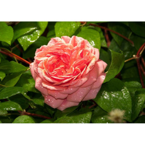 Pink Rose Fototapet, (184 x 254 cm)