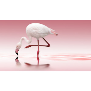 Fotografii artistice Flamingo, Doris Reindl