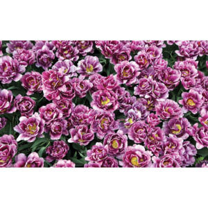 Blossomed Flowers Purple Fototapet, (368 x 254 cm)