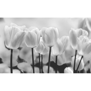 Tulip Flowers Fototapet, (416 x 254 cm)