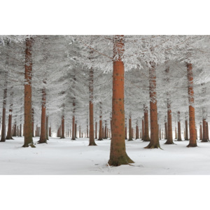 Fotografii artistice magical forest, Dragisa Petrovic