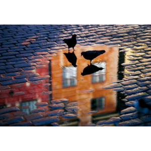 Fotografii artistice Pigeons, Allan Wallberg