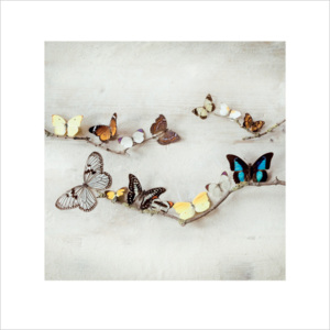Ian Winstanley - Array of Butterflies Reproducere, (40 x 40 cm)