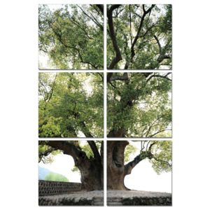 Old Tree Tablou, (140 x 210 cm)