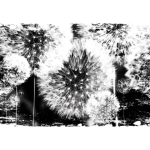Dandelion Black White Fototapet, (208 x 146 cm)